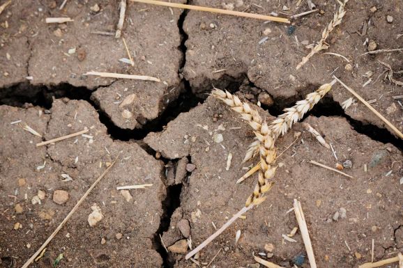 Több mint 500 ezer hektár termőterületet sújtott az aszály